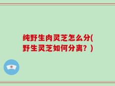 纯野生肉灵芝怎么分(野生灵芝如何分离？)