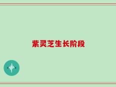 紫灵芝生长阶段