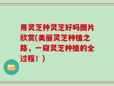 用灵芝种灵芝好吗图片欣赏(美丽灵芝种植之路，一窥灵芝种植的全过程！)
