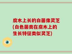 腐木上长的白菌像灵芝(白色菌类在腐木上的生长特征类似灵芝)