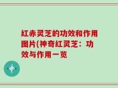 红赤灵芝的功效和作用图片(神奇红灵芝：功效与作用一览