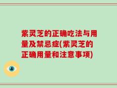 紫灵芝的正确吃法与用量及禁忌症(紫灵芝的正确用量和注意事项)