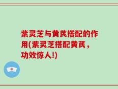 紫灵芝与黄芪搭配的作用(紫灵芝搭配黄芪，功效惊人!)