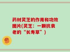 药材灵芝的作用和功效图片(灵芝：一颗抗衰老的“长寿草”)