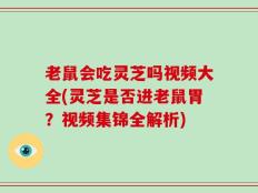 老鼠会吃灵芝吗视频大全(灵芝是否进老鼠胃？视频集锦全解析)