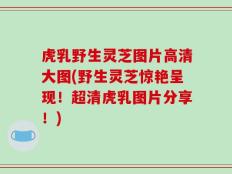 虎乳野生灵芝图片高清大图(野生灵芝惊艳呈现！超清虎乳图片分享！)