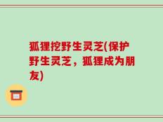 狐狸挖野生灵芝(保护野生灵芝，狐狸成为朋友)