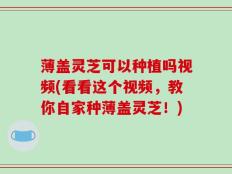 薄盖灵芝可以种植吗视频(看看这个视频，教你自家种薄盖灵芝！)