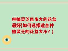 种植灵芝用多大的花盆最好(如何选择适合种植灵芝的花盆大小？)