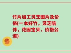 竹片加工灵芝图片及价格(一本好竹，灵芝陪伴，花园宝贝，价格公道)
