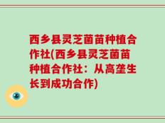 西乡县灵芝菌苗种植合作社(西乡县灵芝菌苗种植合作社：从高垄生长到成功合作)