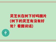 灵芝长在树下好吗图片(树下的灵芝有没有好处？看图说话)
