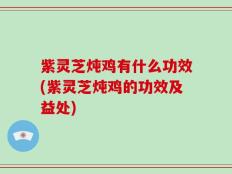 紫灵芝炖鸡有什么功效(紫灵芝炖鸡的功效及益处)
