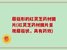 蘑菇形的红灵芝药材图片(红灵芝药材图片呈现蘑菇状，具有药效)