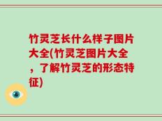 竹灵芝长什么样子图片大全(竹灵芝图片大全，了解竹灵芝的形态特征)