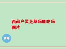 西藏产灵芝草吗能吃吗图片