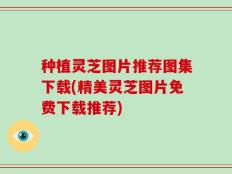 种植灵芝图片推荐图集下载(精美灵芝图片免费下载推荐)