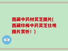 西藏中药材灵芝图片(西藏珍稀中药灵芝壮观图片赏析！)