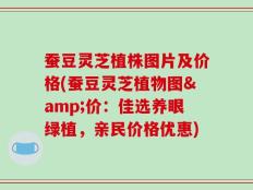 蚕豆灵芝植株图片及价格(蚕豆灵芝植物图&价：佳选养眼绿植，亲民价格优惠)