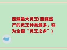 西藏最大灵芝(西藏盛产的灵芝种类最多，称为全国“灵芝之乡”)