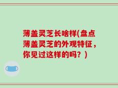 薄盖灵芝长啥样(盘点薄盖灵芝的外观特征，你见过这样的吗？)
