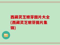 西藏灵芝嫩芽图片大全(西藏灵芝嫩芽图片集锦)