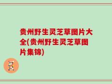 贵州野生灵芝草图片大全(贵州野生灵芝草图片集锦)