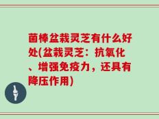 菌棒盆栽灵芝有什么好处(盆栽灵芝：抗氧化、增强免疫力，还具有降压作用)