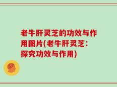 老牛肝灵芝的功效与作用图片(老牛肝灵芝：探究功效与作用)