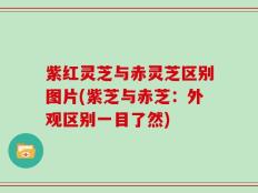 紫红灵芝与赤灵芝区别图片(紫芝与赤芝：外观区别一目了然)