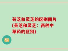 芸芝和灵芝的区别图片(芸芝和灵芝：两种中草药的区别)
