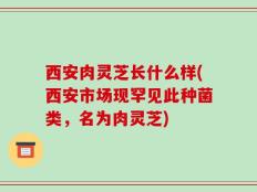西安肉灵芝长什么样(西安市场现罕见此种菌类，名为肉灵芝)