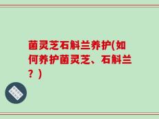 菌灵芝石斛兰养护(如何养护菌灵芝、石斛兰？)