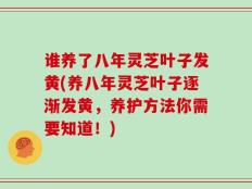 谁养了八年灵芝叶子发黄(养八年灵芝叶子逐渐发黄，养护方法你需要知道！)