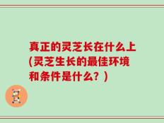真正的灵芝长在什么上(灵芝生长的最佳环境和条件是什么？)