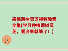 采摘薄树灵芝视频教程全集(学习种植薄树灵芝，看这里就够了！)