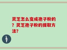 灵芝怎么变成孢子粉的？灵芝孢子粉的提取方法？