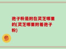孢子粉是附在灵芝哪里的(灵芝哪里附着孢子粉)