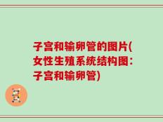 子宫和输卵管的图片(女性生殖系统结构图：子宫和输卵管)