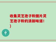 收集灵芝孢子粉图片灵芝孢子粉的清新味道！)