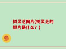 树灵芝图片(树灵芝的照片是什么？)