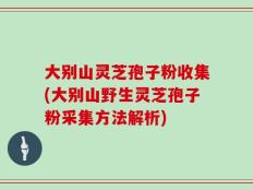 大别山灵芝孢子粉收集(大别山野生灵芝孢子粉采集方法解析)