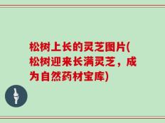 松树上长的灵芝图片(松树迎来长满灵芝，成为自然药材宝库)