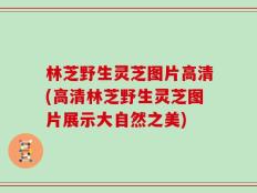 林芝野生灵芝图片高清(高清林芝野生灵芝图片展示大自然之美)