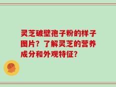 灵芝破壁孢子粉的样子图片？了解灵芝的营养成分和外观特征？