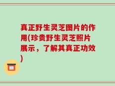 真正野生灵芝图片的作用(珍贵野生灵芝照片展示，了解其真正功效)