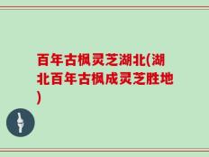 百年古枫灵芝湖北(湖北百年古枫成灵芝胜地)
