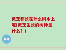 灵芝都长在什么树木上呢(灵芝生长的树种是什么？)