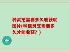 种灵芝需要多久收获呢图片(种植灵芝需要多久才能收获？)