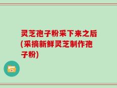 灵芝孢子粉采下来之后(采摘新鲜灵芝制作孢子粉)